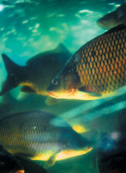 На Закарпатті місця зимування риб потерпають від браконьєрів