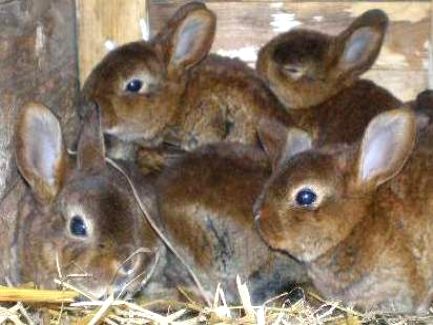 На фермі поблизу закарпатського Мукачева вперше в Україні почали вирощувати кролів-акселератів