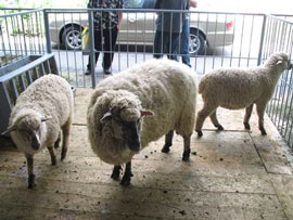 На Закарпатті ще не перевелися вівці тонкорунної породи