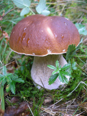 Білі гриби з’явилися у лісах Закарпаття