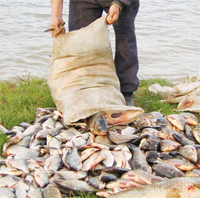 Закарпаття: Чи дали віднереститись рибі ненажерливі браконьєри?
