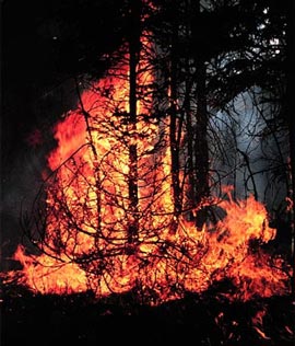 Закарпаття: На Тячівщині з вини туристів із Києва згоріли 10 га лісів