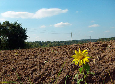 На Закарпатті ринкова вартість землі - одна з найвищих в Україні