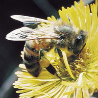 Закарпатські міліціонери зупинили масовий переліт бджіл до Росії