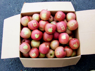 На закарпатських яблуках заробляють заготівельники і даішники 