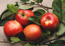 На Тячівщині юнак потягнув яблука з чужого саду