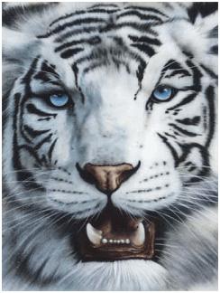 Тигр ненавидить Биків, хоче м'яса і прагне бути лідером
