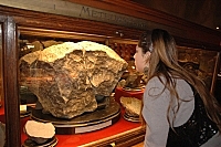 Метеорит "Княгиня" в експозиції Віденського музею природної історії