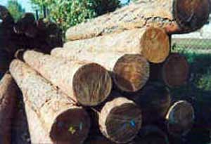 На Закарпатті пройдуть відкриті торги з продажу необробленої деревини