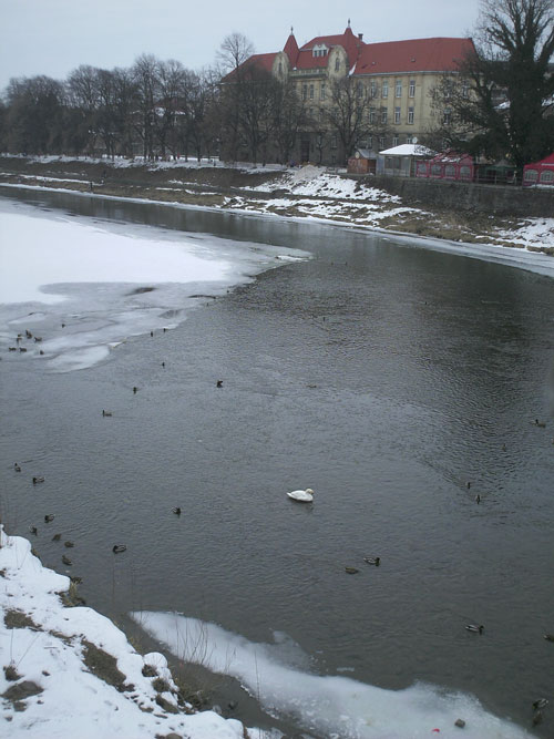 Біля Пішоходного мосту в центрі Ужгорода оселився самотній лебідь (ФОТО)