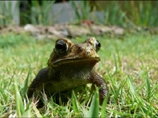 З першою квітневою грозою на Закарпатті завершиться сезон виловлювання жаб