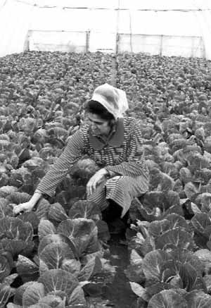 Марина Попович роздивляється молоду капусту в теплиці