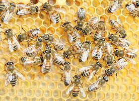 Туризм сприяє розвитку бджільництва на Закарпатті