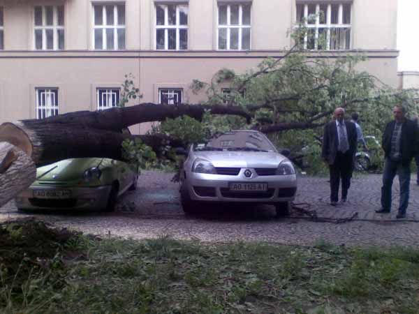 Старе дерево "розчавило" декілька автівок біля Закарпатської ОДА (ФОТО)