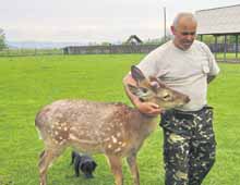 На території єдиної в Україні ферми плямистих оленів збудують туристичний комплекс