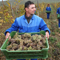 Закарпатське вино вперше за багато років виготовлять із власного винограду
