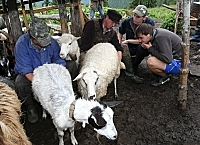 Закарпатська школа вівчарів запрошує учнів