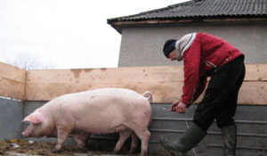 Закарпаття: На Іршавщині пройшов ІІІ фестиваль-конкурс, хто краще заріже свиню (ФОТО)