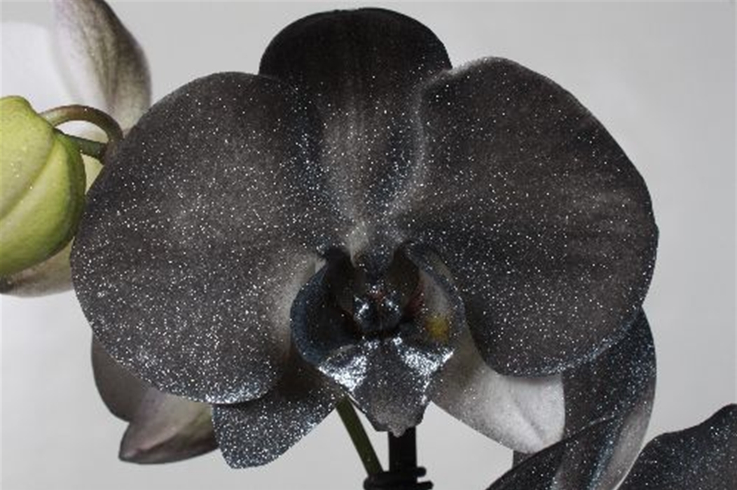Чорна орхідея 