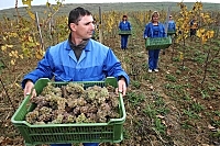 На Закарпатті зібрали рекордний врожай винограду