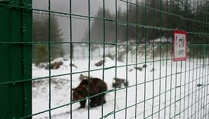 В реабілітаційний центр для ведмедів в «Синевирі» закопають ще мільйон