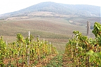Найпоширенішими на Закарпатті сортами винограду є "Аліготе" і "Ркацетелі"