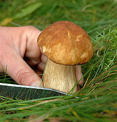 На Мукачівщині розшукують 57-річну збирачку грибів