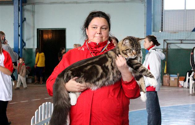 В Ужгороді проходить міжнародна виставка кішок (ФОТО)