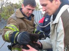 В Ужгороді МНСники врятували кошеня
