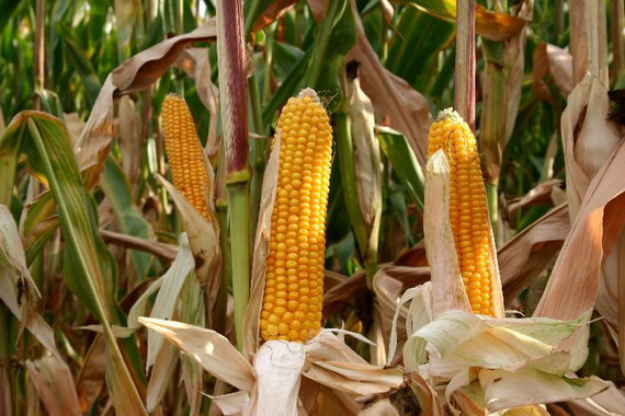 Китай сократит импорт кукурузы