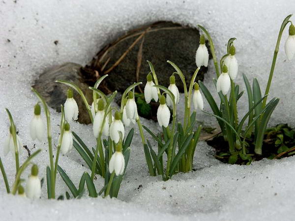 Реальна весна прийде на Закарпаття разом з календарною