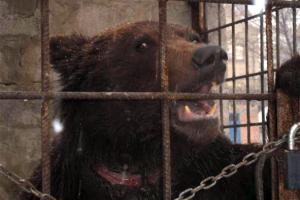 Луганського ведмедя Потапа відправлять на Закарпаття за рішеннням суду
