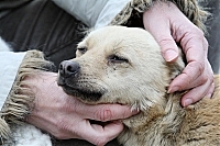 В Ужгороді почали роботу зі створення притулку для собак