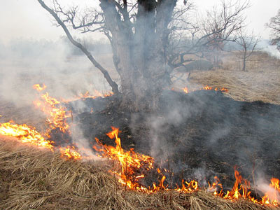 На Закарпатті через спалювання трави сталося понад 100 пожеж
