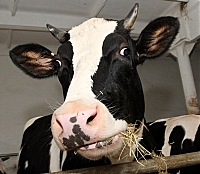 Закарпатські корови масово заражені туберкульозом