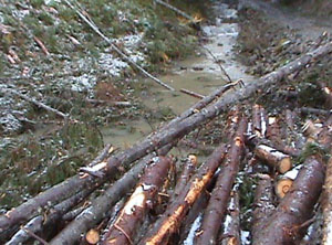 Держекологи виявили незаконні рубки у воловецькому та берегівському лісгосподарствах