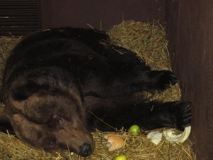 Ведмедицю, яку годували комбікормом, привезли на реабілітацію в "Синевир" (ВІДЕО)