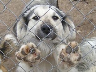 Виконком Ужгородської міськради затвердив програму по безпритульних тваринах