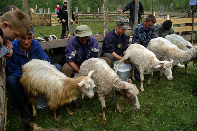 У Дубовому вівчарів проводжатимуть на полонину з "Рокашом", Копчею та Валевською
