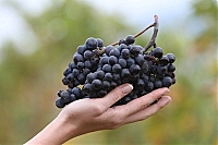 Держава обіцяє фінансово підтримати виноградарство (ВІДЕО)