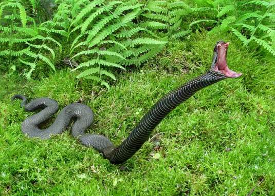 На Хустщині 16-річну дівчину вкусила змія