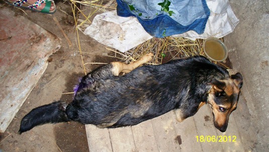В Ужгороді – черговий «сплеск» отруєння собак (ФОТО)