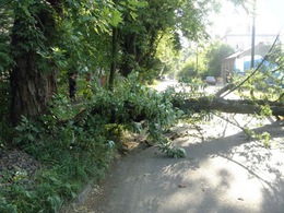В Ужгороді дерево, що впало, перегородило проїзд та знеструмило вулицю