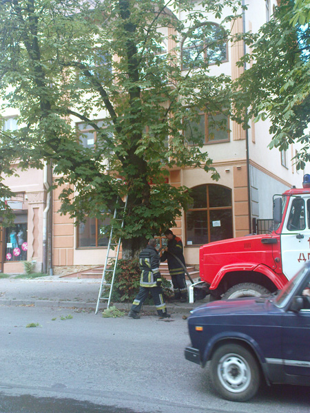 В Ужгороді пожежні гасили… дерево зі сміттям (ФОТО)