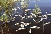 У Хусті через викид каналізаційних стоків загинула риба