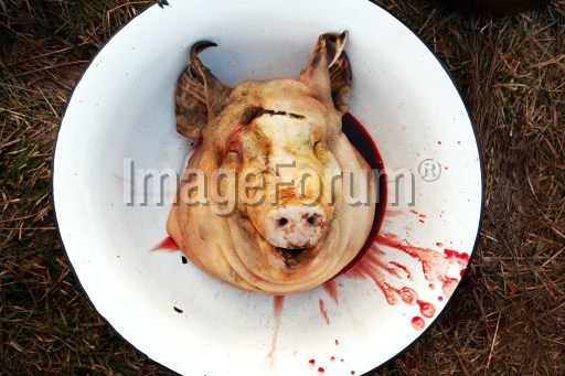 Фото відрізаної голови свині в тазику з фестивалю в Гечі вразило світ