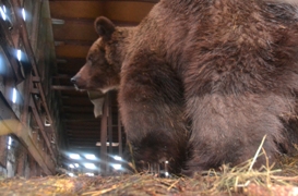 Закарпатка віддала свого ведмедя до реабілітаційного центру НПП «Синевир» (ФОТО)