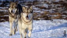 Закарпаття займає 3 місце в Україні за кількістю публікацій про знищення вовків