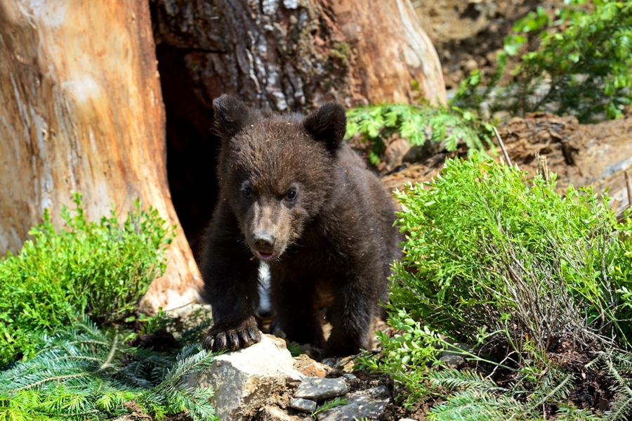 Відвідувачі Реабілітаційного центру бурих ведмедів відтепер зможуть побачити двох ведмежат (ФОТО)