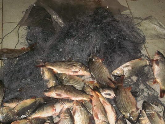 У Залужжі на Мукачівщині двоє селян вночі вкрали з рибника 55 кг риби (ФОТО)